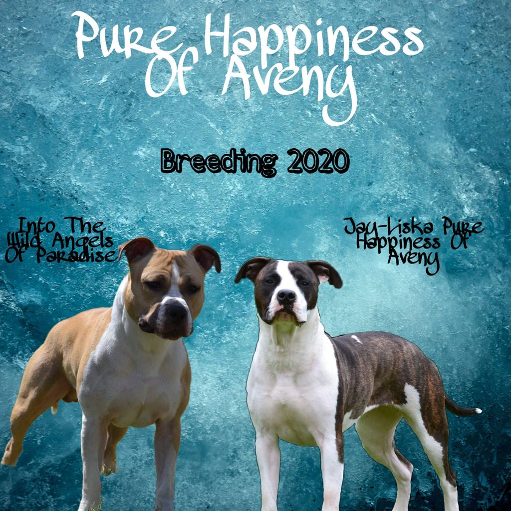 Pure Happiness Of Aveny - Breeding 2020