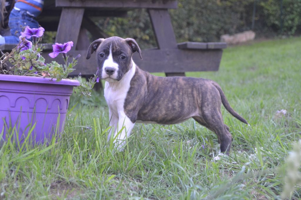 Pure Happiness Of Aveny - Chiot disponible  - American Staffordshire Terrier