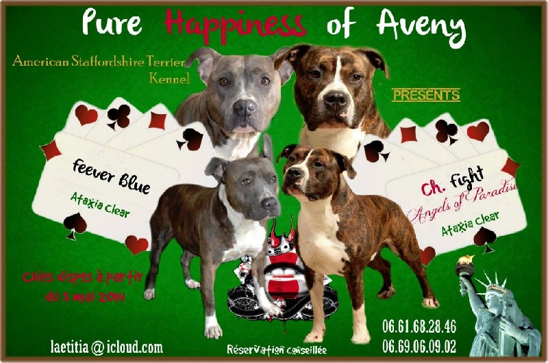 Pure Happiness Of Aveny - American Staffordshire Terrier - Portée née le 01/03/2014